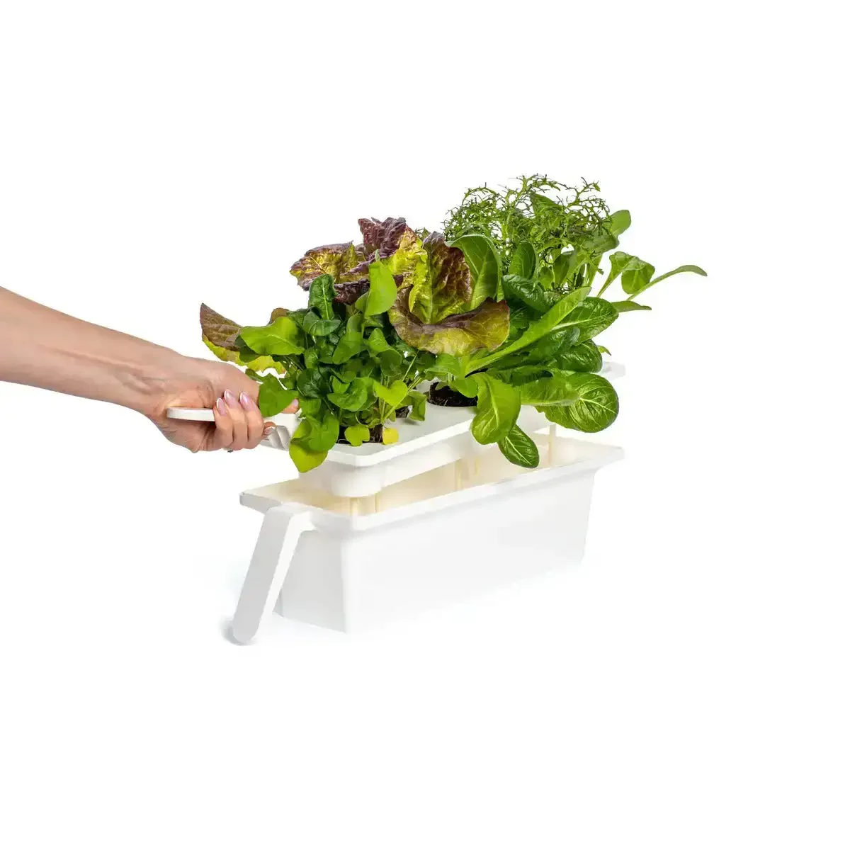 Click & Grow - 25 Indoor Starter Kit - Doniczka z Lampą Led do Uprawy Roślin - Image 5