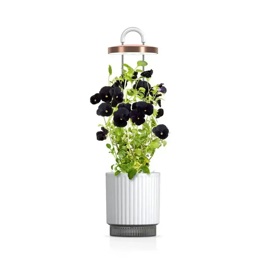 Click & Grow - HydroVase by Ermonix Indoor Plant Care Kit with LED Light - Doniczka z Lampą Led do Uprawy Roślin - Image 4