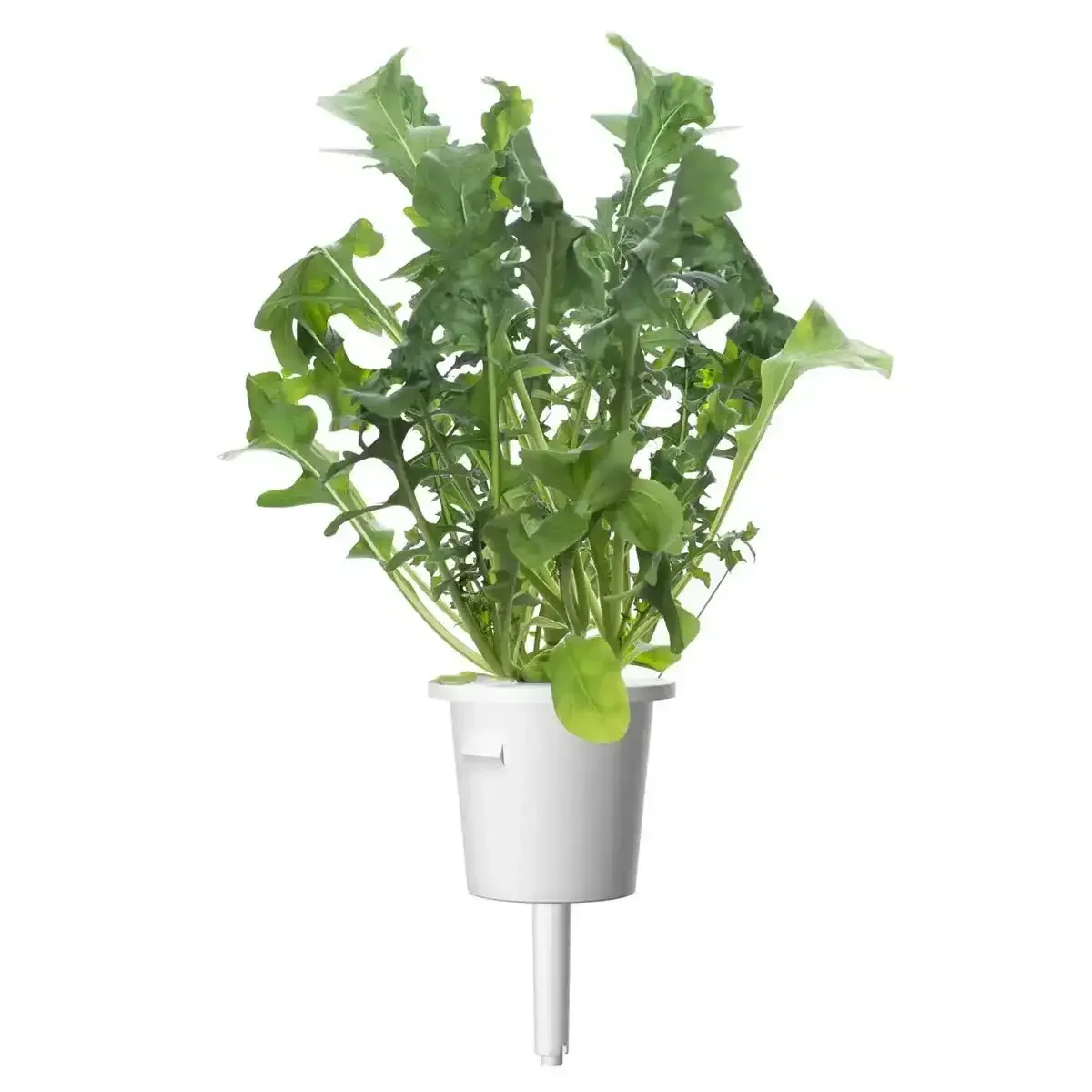 Click & Grow - Smart Garden Refill Arugula - Starter do Uprawy z Nasionami - Rukola - Image 3