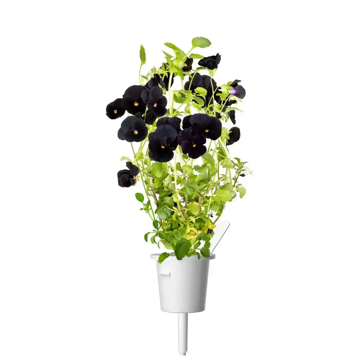 Click & Grow - Smart Garden Refill Black Pansy - Starter do Uprawy z Nasionami - Czarny Fiołek Rogoaty - Image 3