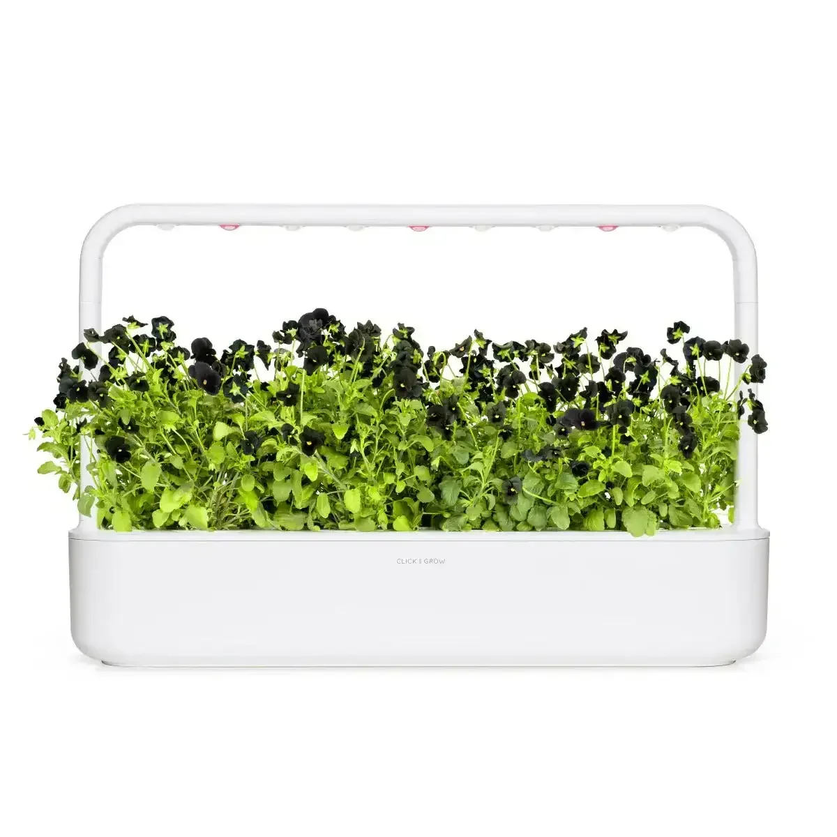 Click & Grow - Smart Garden Refill Black Pansy - Starter do Uprawy z Nasionami - Czarny Fiołek Rogoaty - Image 5