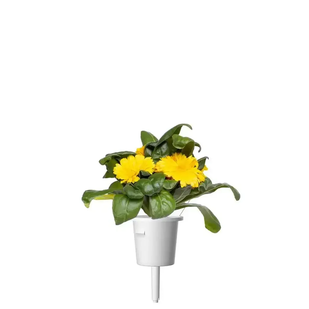 Click & Grow - Smart Garden Refill Calendula - Starter do Uprawy z Nasionami - Nagietek Lekarski - Image 3