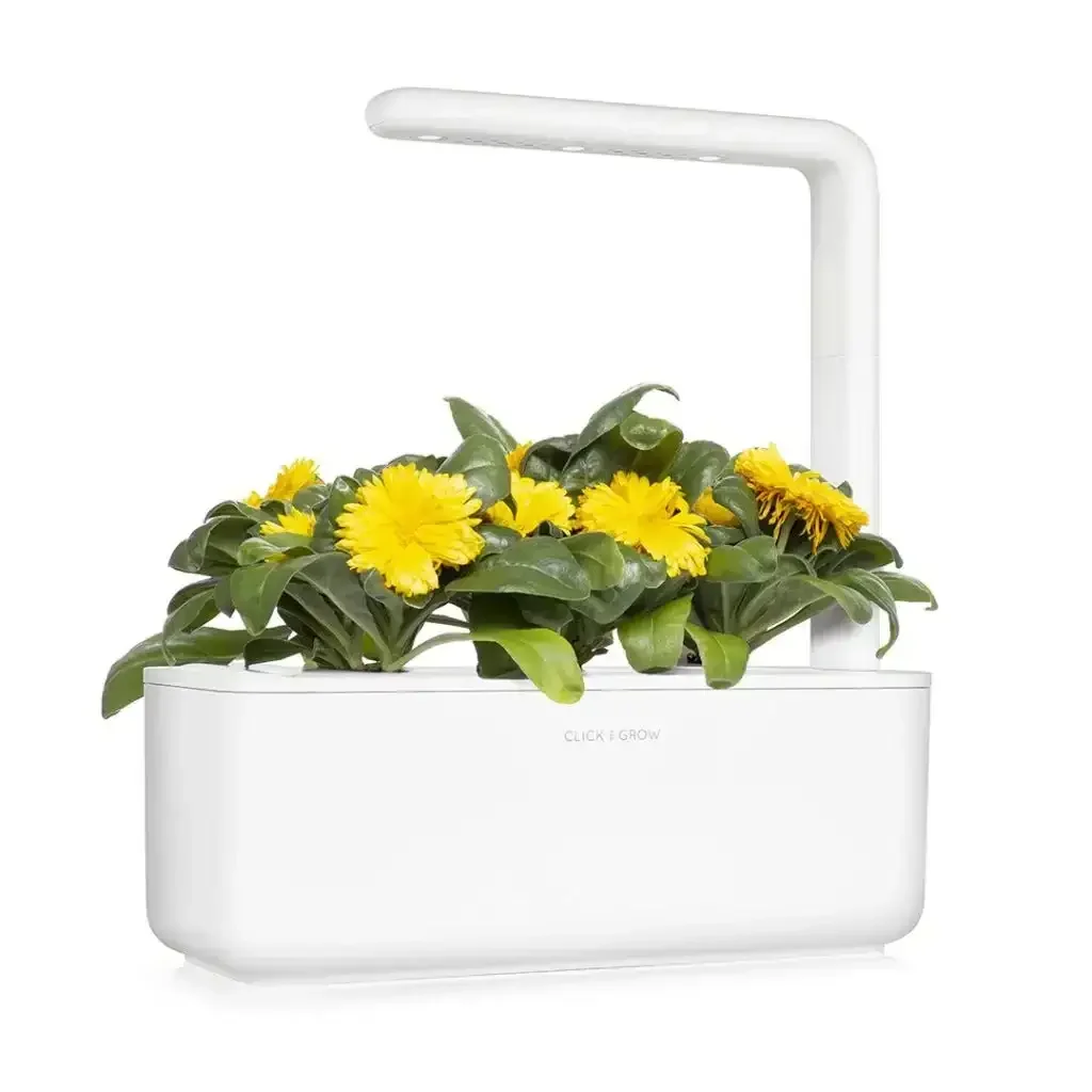 Click & Grow - Smart Garden Refill Calendula - Starter do Uprawy z Nasionami - Nagietek Lekarski - Image 5