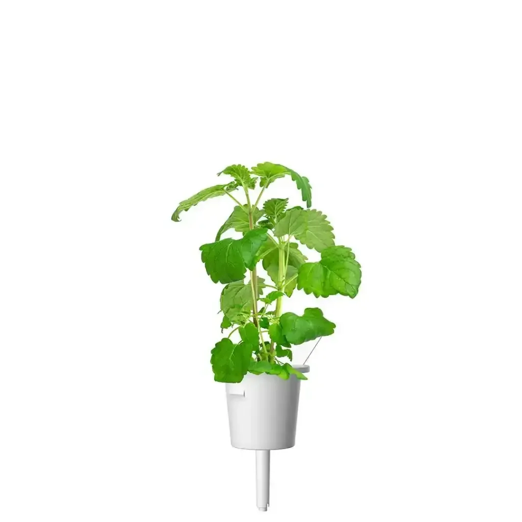 Click & Grow - Smart Garden Refill Catnip - Starter do Uprawy z Nasionami - Kocimiętka - Image 3
