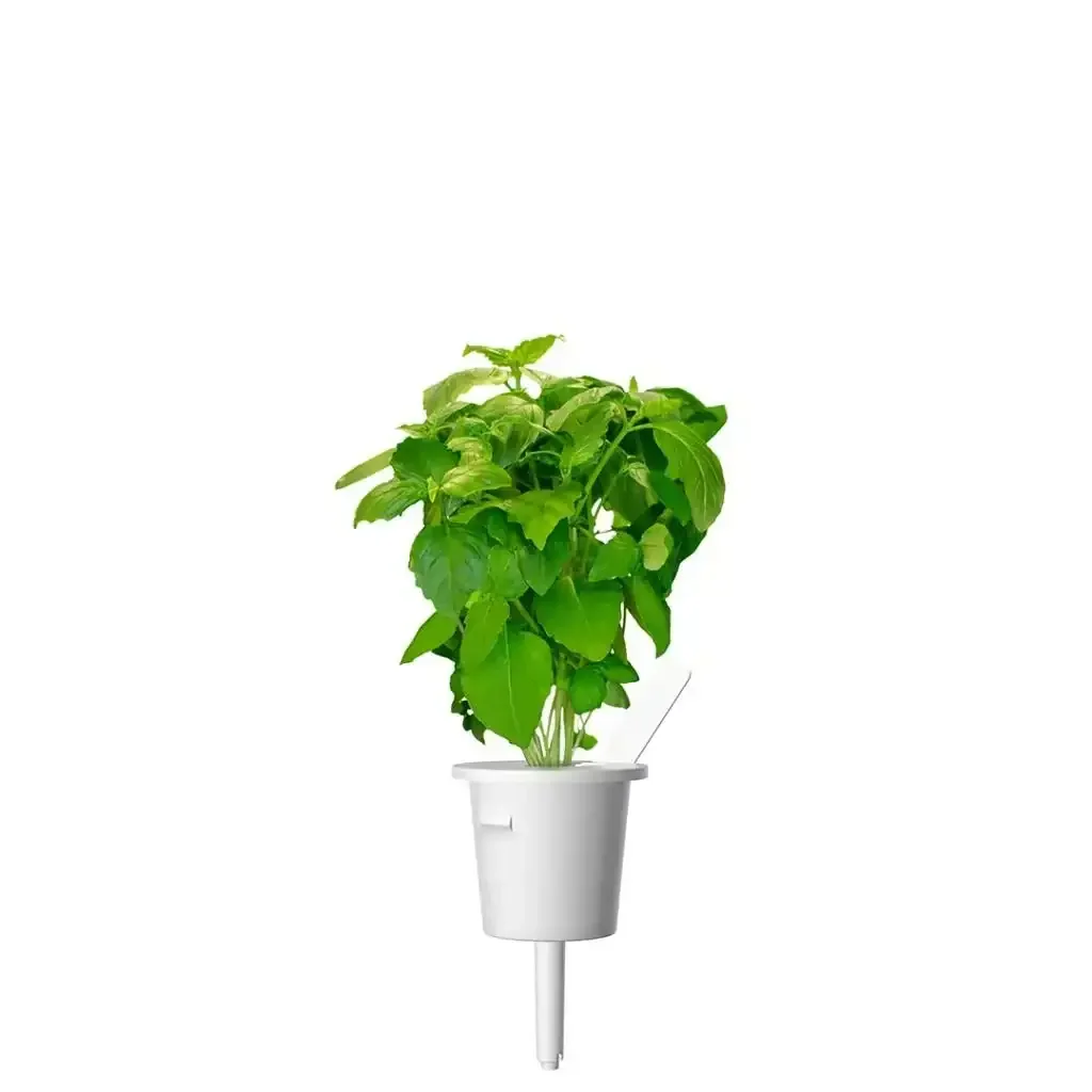Click & Grow - Smart Garden Refill Cinnamon Basil - Starter do Uprawy z Nasionami - Bazylia Cynamonowa - Image 3