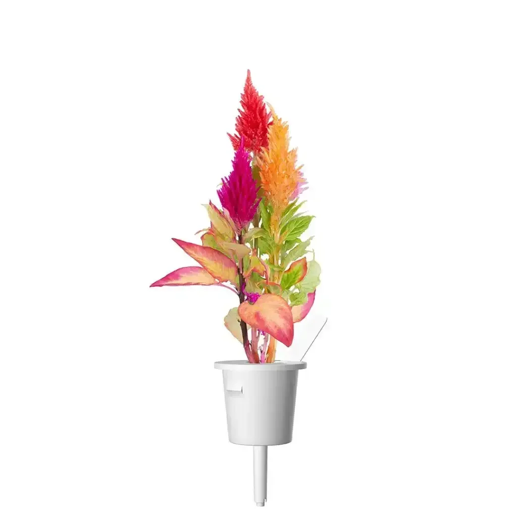 Click & Grow - Smart Garden Refill Cockscomb - Starter do Uprawy z Nasionami - Celozja Srebrzysta - Image 3