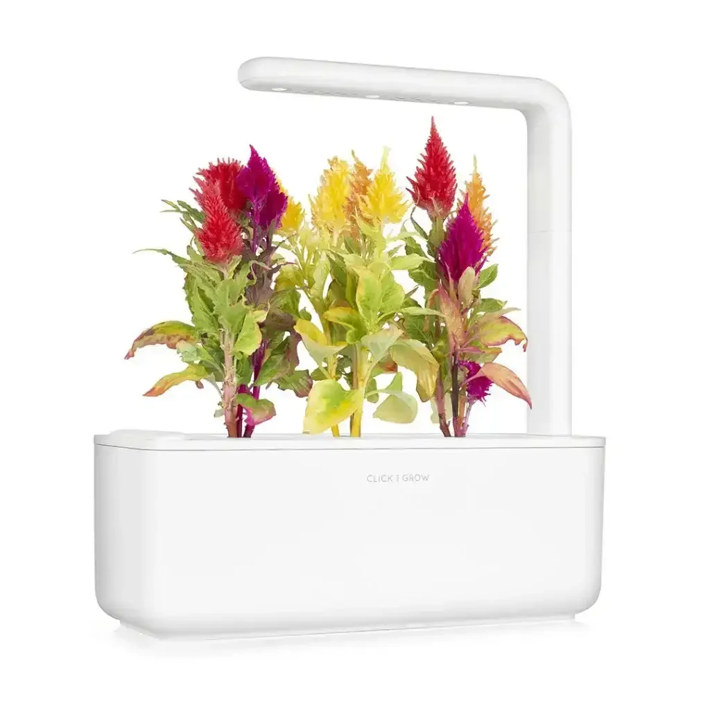 Click & Grow - Smart Garden Refill Cockscomb - Starter do Uprawy z Nasionami - Celozja Srebrzysta - Image 5
