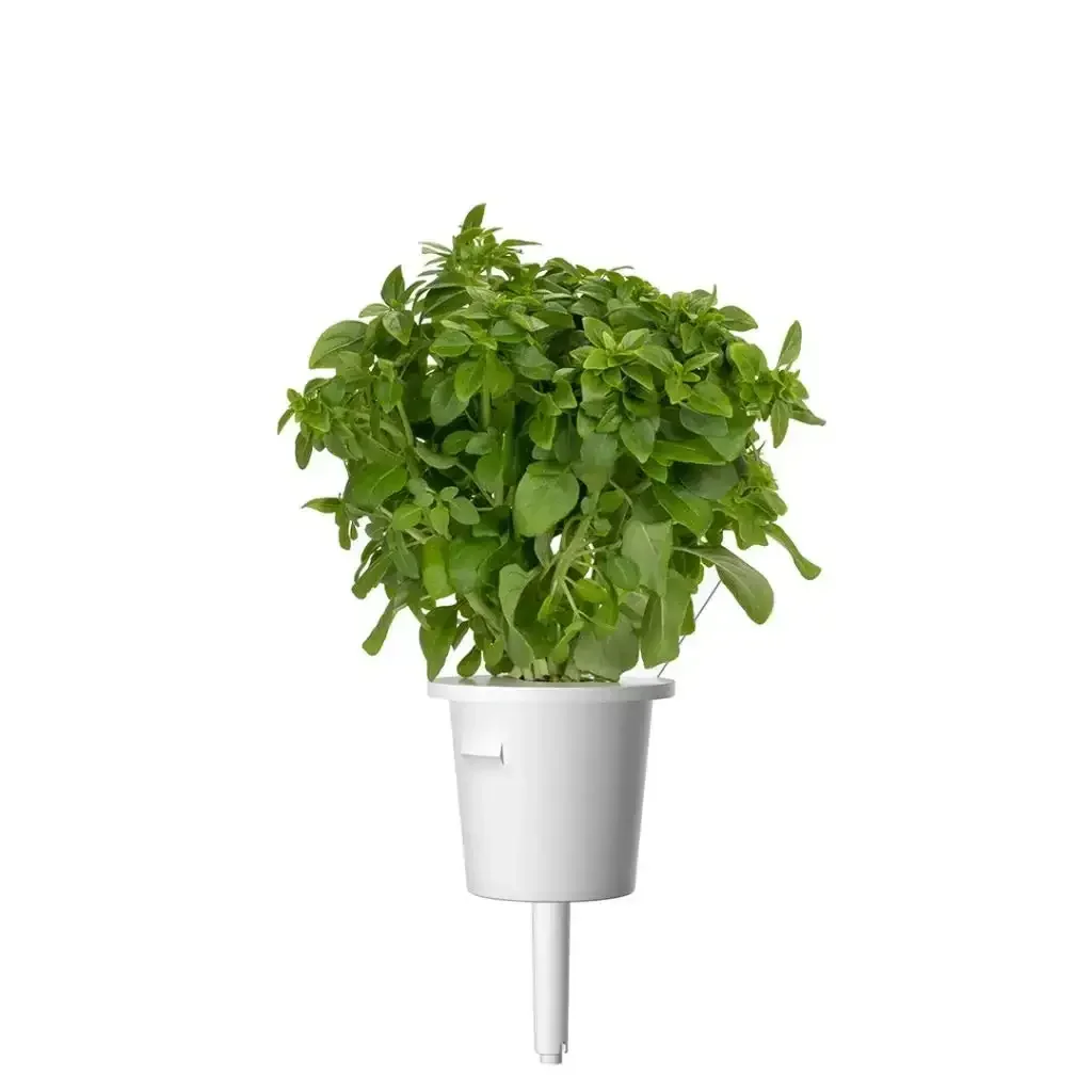 Click & Grow - Smart Garden Refill Dwarf Basil - Starter do Uprawy z Nasionami - Bazylia Karłowata - Image 3