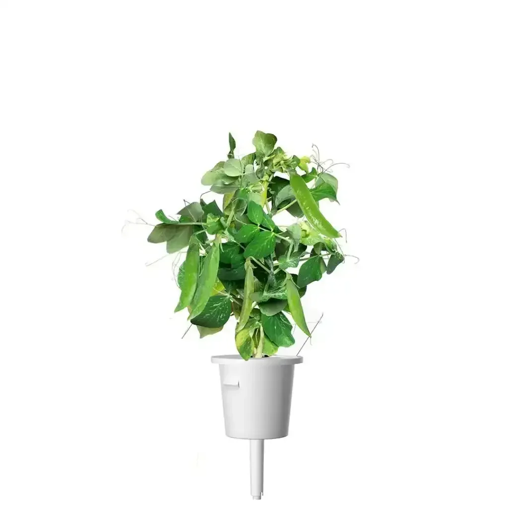 Click & Grow - Smart Garden Refill Dwarf Peas - Starter do Uprawy z Nasionami - Groch Karłowaty - Image 3