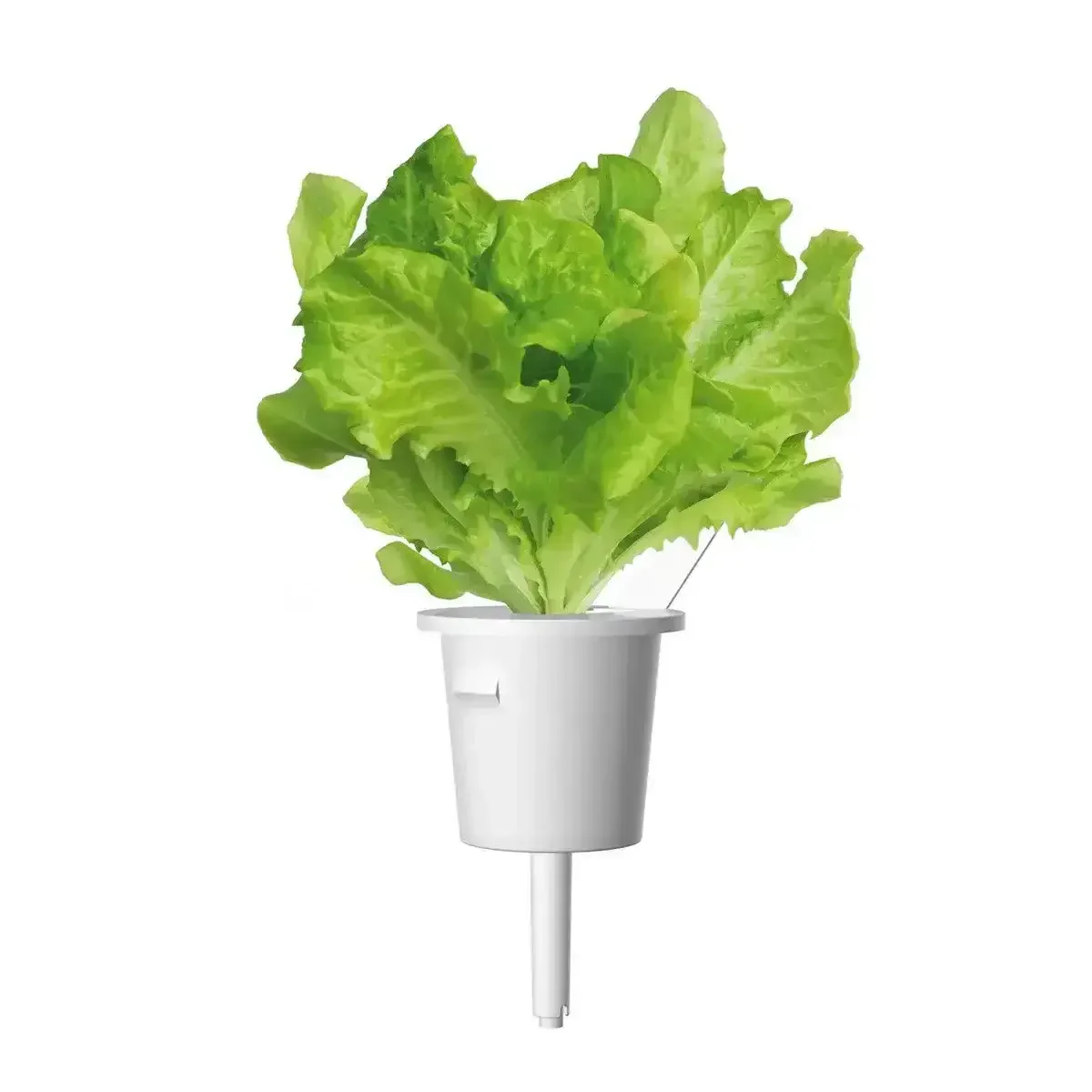 Click & Grow - Smart Garden Refill Green Lettuce - Starter do Uprawy z Nasionami - Sałata Siewna - Image 3