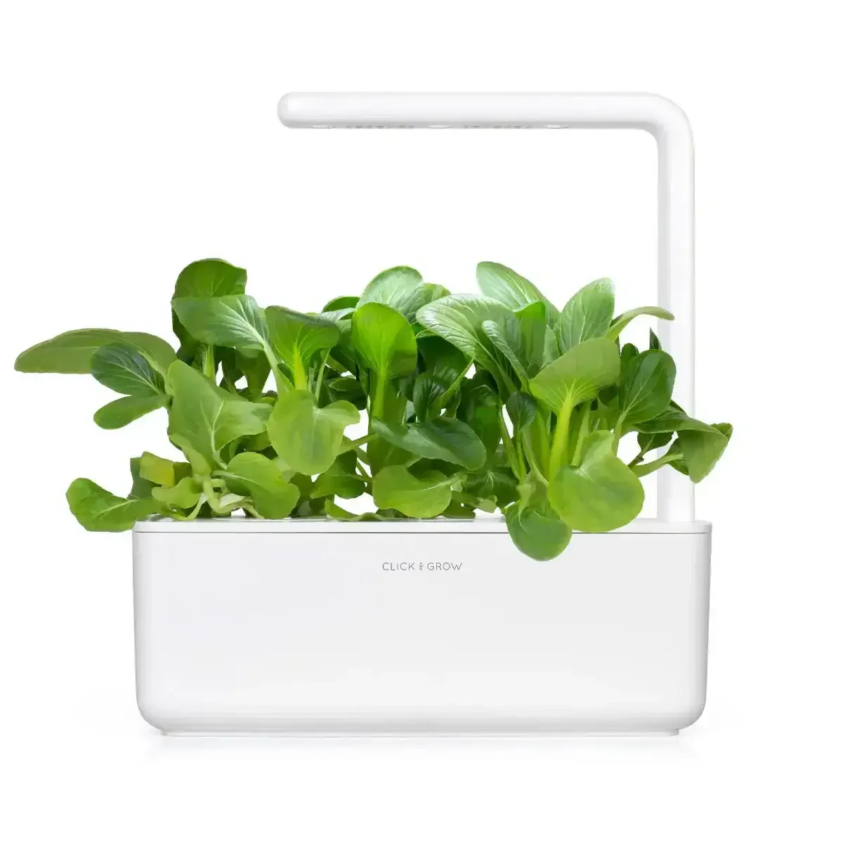 Click & Grow - Smart Garden Refill Pak Choi - Starter do Uprawy z Nasionami - Kapusta Pak Choi - Image 3