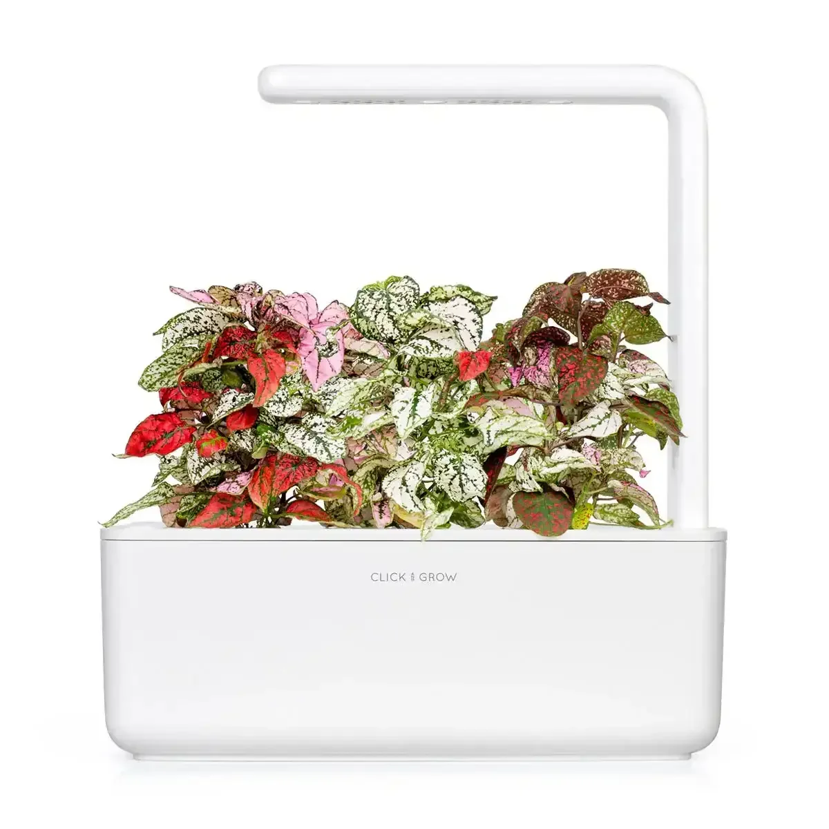 Click & Grow - Smart Garden Refill Polka Dot - Starter do Uprawy z Nasionami - Niedośpian Kłosolistny - Image 5