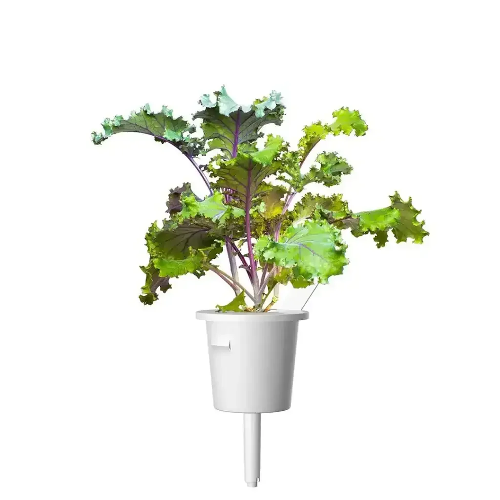 Click & Grow - Smart Garden Refill Red Kale - Starter do Uprawy z Nasionami - Czerwony Jarmuż - Image 3
