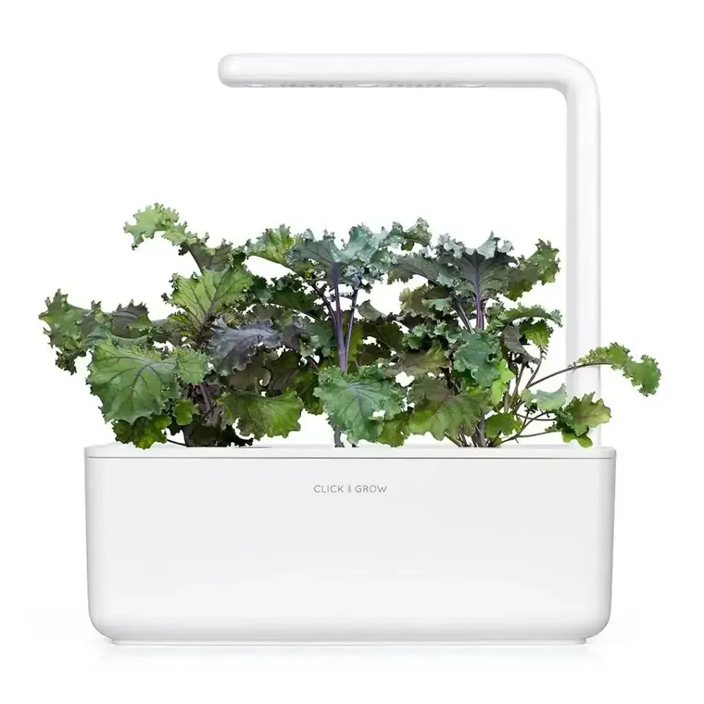 Click & Grow - Smart Garden Refill Red Kale - Starter do Uprawy z Nasionami - Czerwony Jarmuż - Image 4