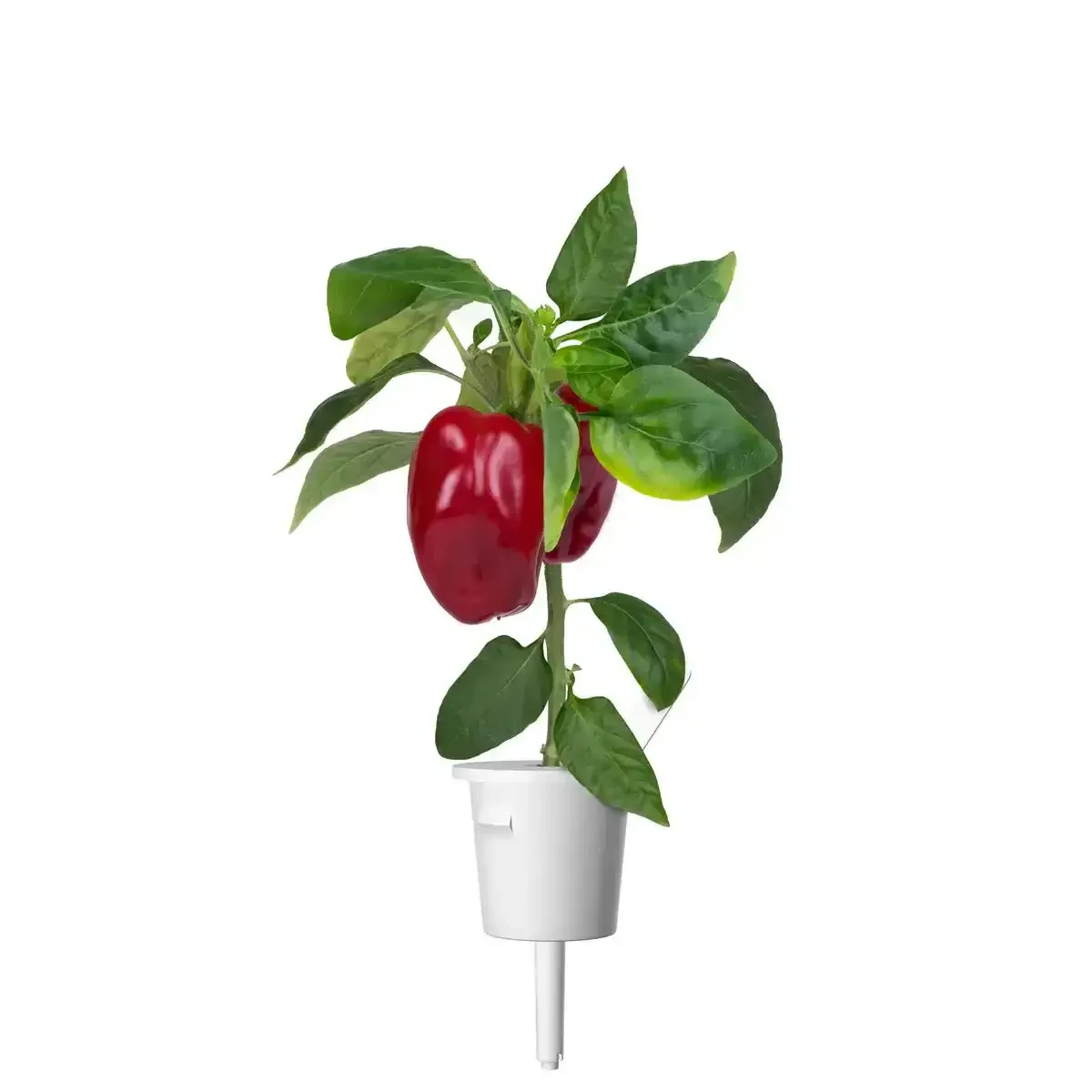 Click & Grow - Smart Garden Refill Red Sweet Pepper - Starter do Uprawy z Nasionami - Czerwona Słodka Papryka - Image 3