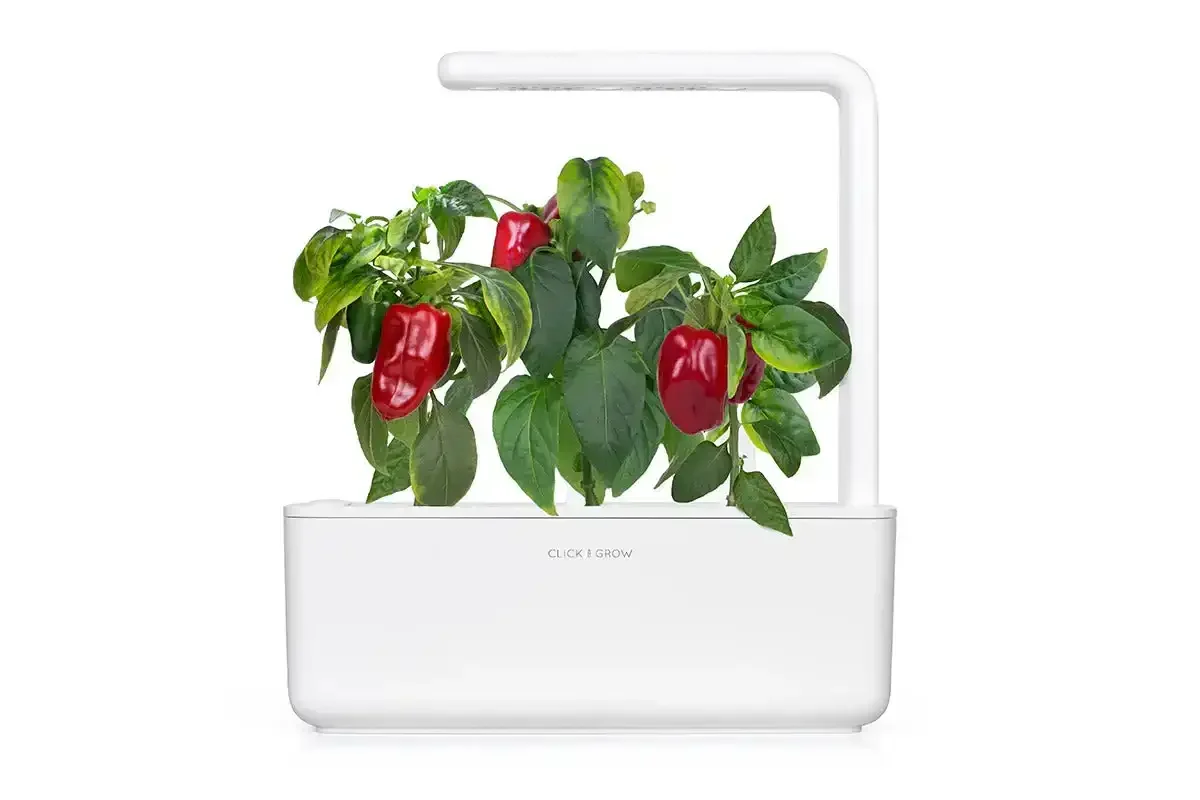 Click & Grow - Smart Garden Refill Red Sweet Pepper - Starter do Uprawy z Nasionami - Czerwona Słodka Papryka - Image 4