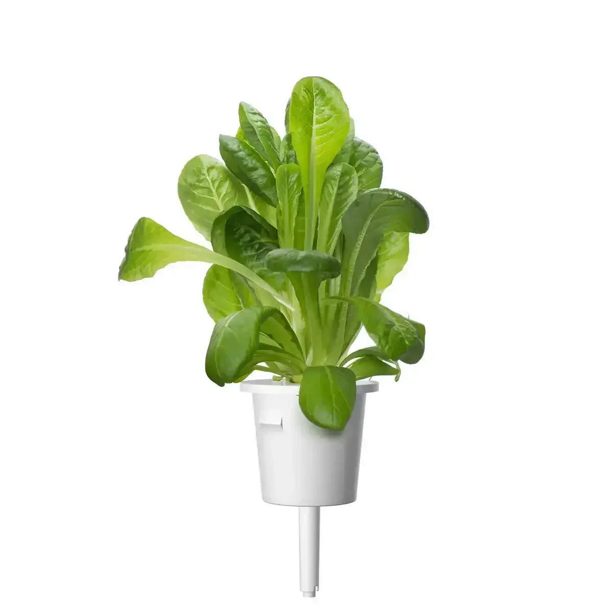 Click & Grow - Smart Garden Refill Romaine Lettuce - Starter do Uprawy z Nasionami - Sałata Rzymska - Image 3