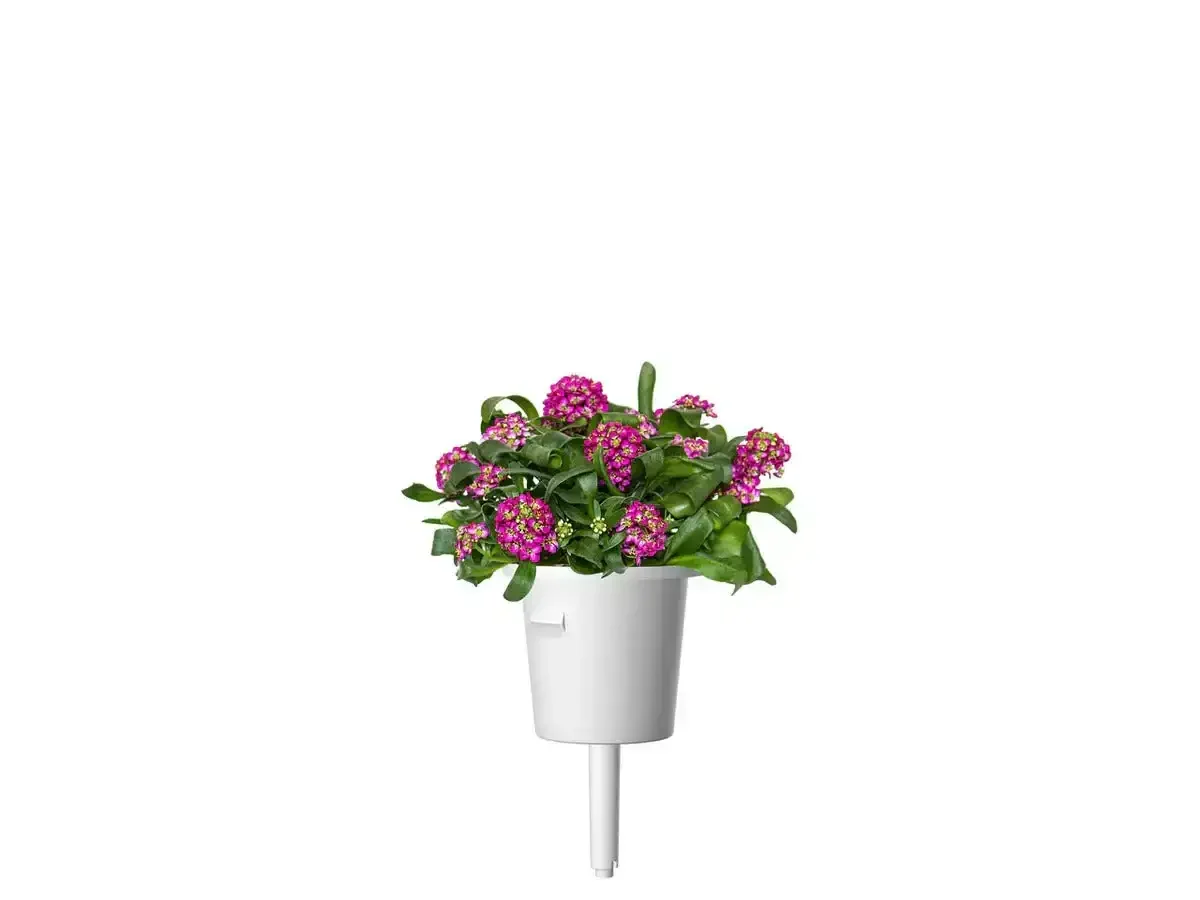 Click & Grow - Smart Garden Refill Sweet Alyssum - Starter do Uprawy z Nasionami - Lobularia Nadmorska - Image 3