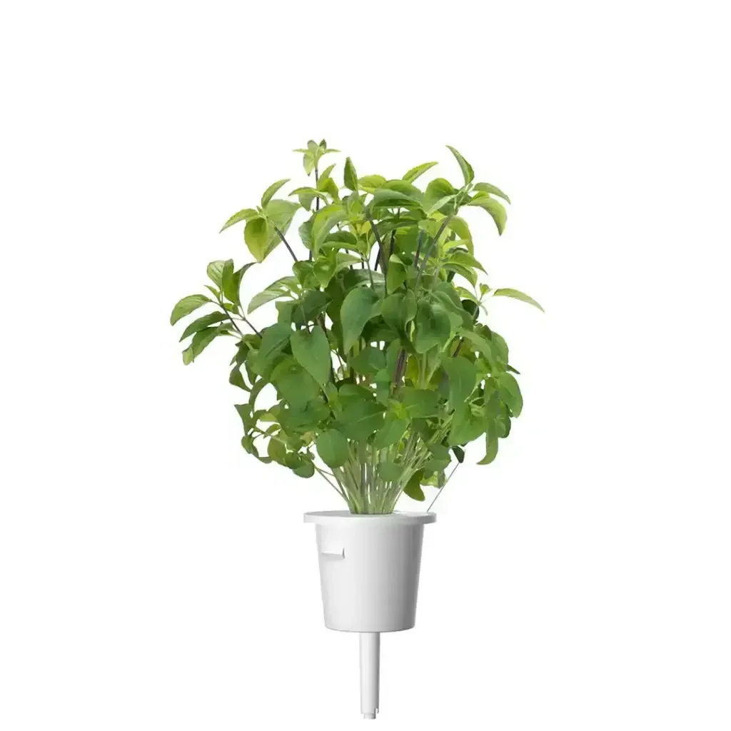 Click & Grow - Smart Garden Refill Thai Basil - Starter do Uprawy z Nasionami - Bazylia Tajska - Image 3