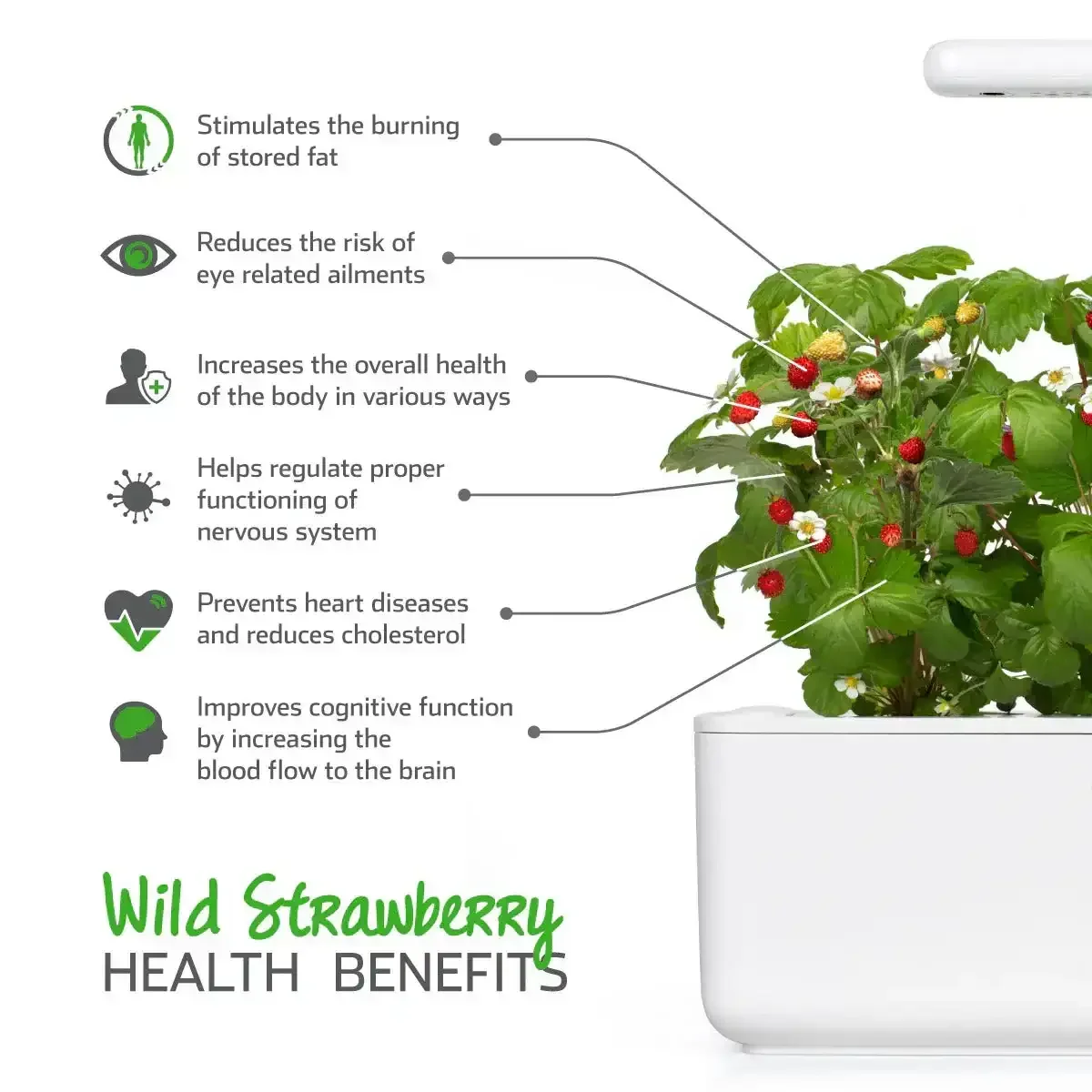 Click & Grow - Smart Garden Refill Wild Strawberry - Starter do Uprawy z Nasionami - Poziomka Pospolita - Image 3