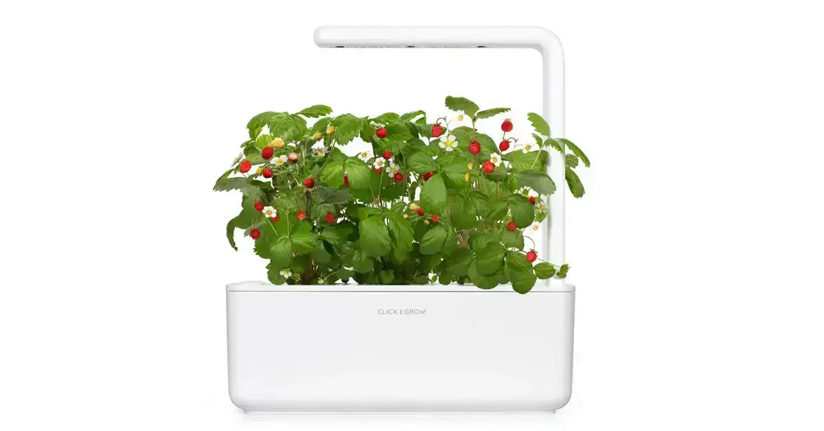 Click & Grow - Smart Garden Refill Wild Strawberry - Starter do Uprawy z Nasionami - Poziomka Pospolita - Image 4
