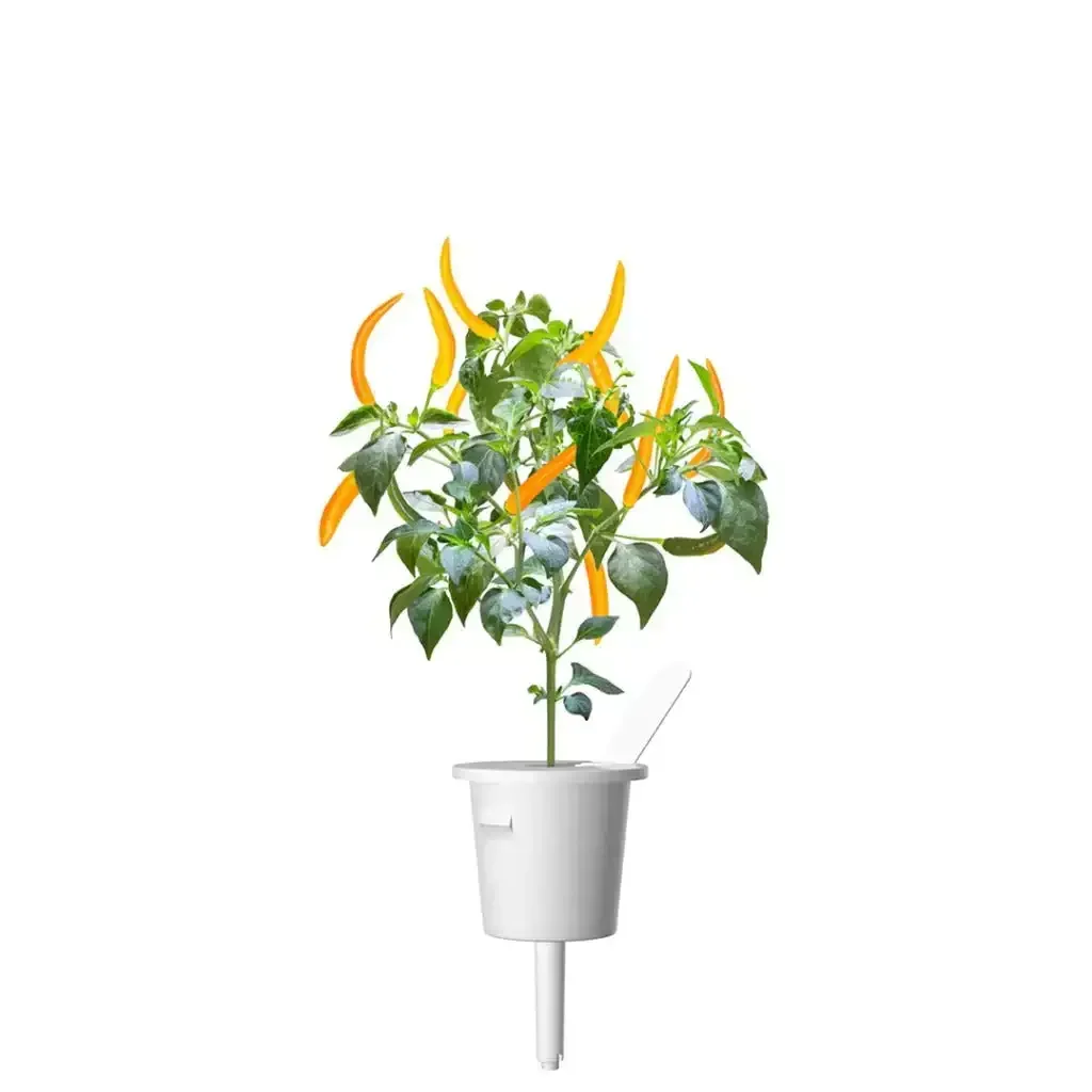 Click & Grow - Smart Garden Refill Yellow Chili Pepper - Starter do Uprawy z Nasionami - Żółte Papryczki Chili - Image 3